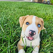 Ruger is registered to the contest to win money with this photo: puppy, dog, grass, outdoor, cute, tongue_out, brown_and_white, heterochromia, pet, animal, young_dog, nature, playful, close_up, happy, canine, summer, fur, nose, ears