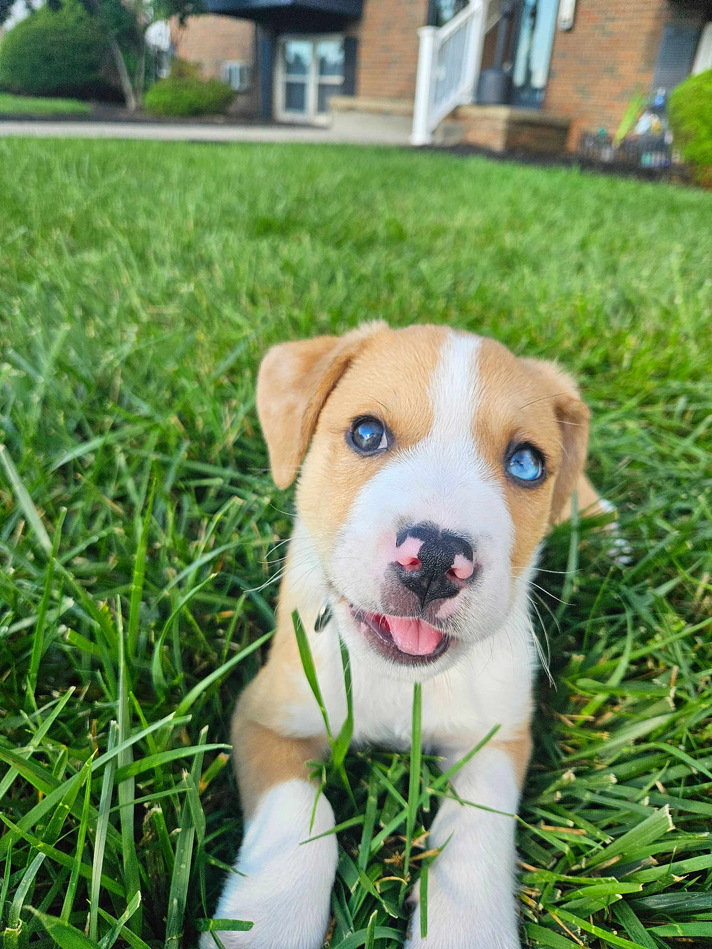 Ruger