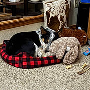 Sadie joined the competition — help win amazing prizes! animal, black_and_white, carpet, comfort, corner, cozy, decor, dog, floor, home, indoor, pet_bed, pillow, plant_pot, plush_toy, relaxed, resting, sleeping, stuffed_animal, wood