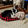animal, black_and_white, carpet, comfort, corner, cozy, decor, dog, floor, home, indoor, pet_bed, pillow, plant_pot, plush_toy, relaxed, resting, sleeping, stuffed_animal, wood