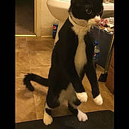 Sylvia is registered to the contest to win money with this photo: alert, bathroom, black_and_white, cat, curious, domestic_animal, feline, floor, fur, household, indoor, mammal, pepsi_bottle, pet, standing, tail, tile_floor, toilet, tuxedo_cat, whiskers