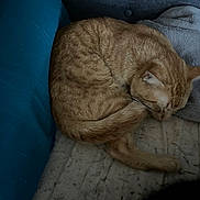 Peanut is registered to the contest to win money with this photo: cat, ginger_cat, sleeping, curled_up, blanket, pillow, plush, cozy, resting, indoor, pet, feline, fur, tail, quiet, relaxed, home, comfort, cute, animal