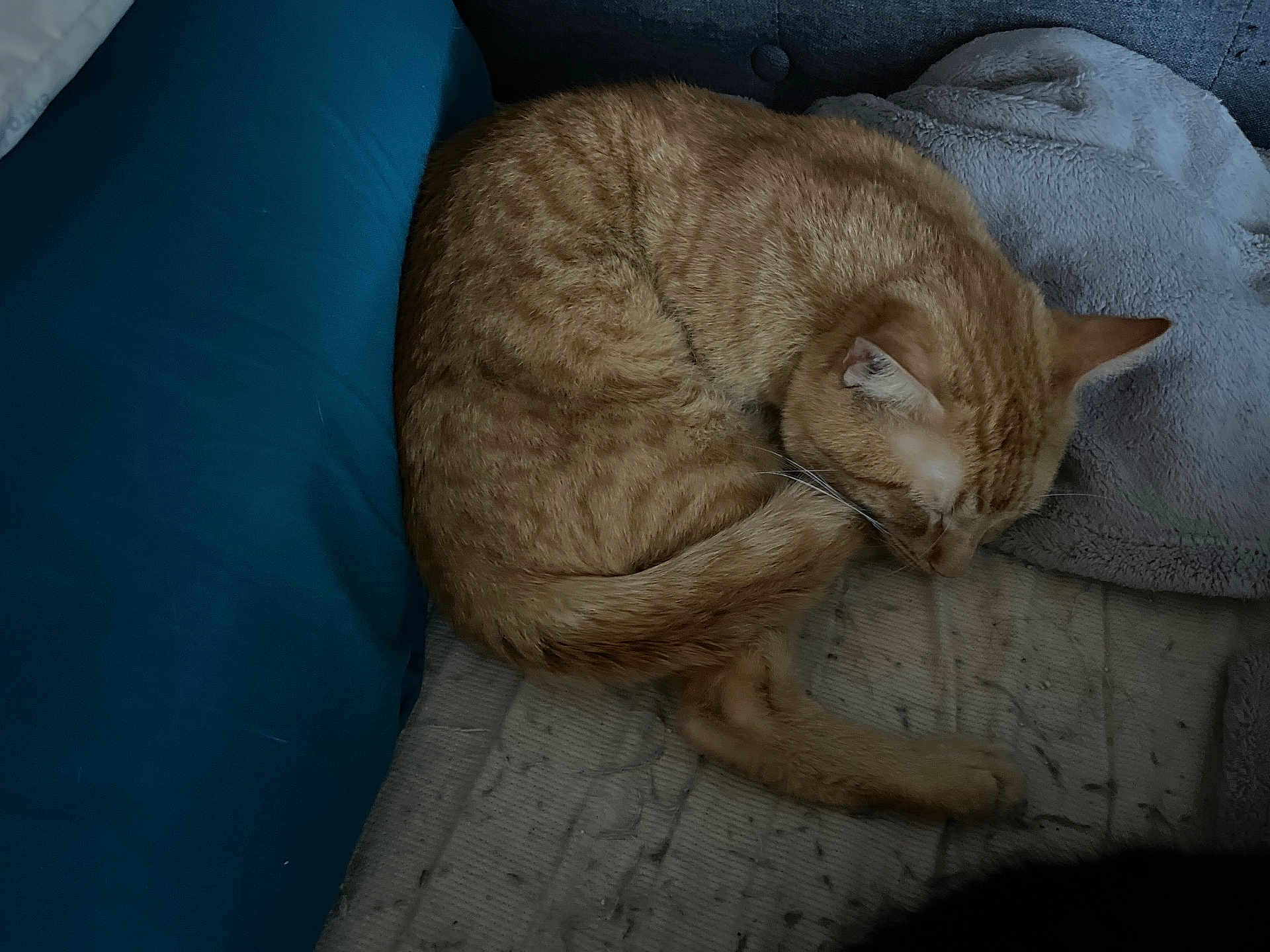 Peanut