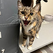 Princess Olga joined the competition — help win amazing prizes! alert, animal, cat, closeup, curious, cute, domestic, expression, filing_cabinet, four_legs, fur, furniture, indoor, meowing, pet, playful, tabby, table, tail, whiskers