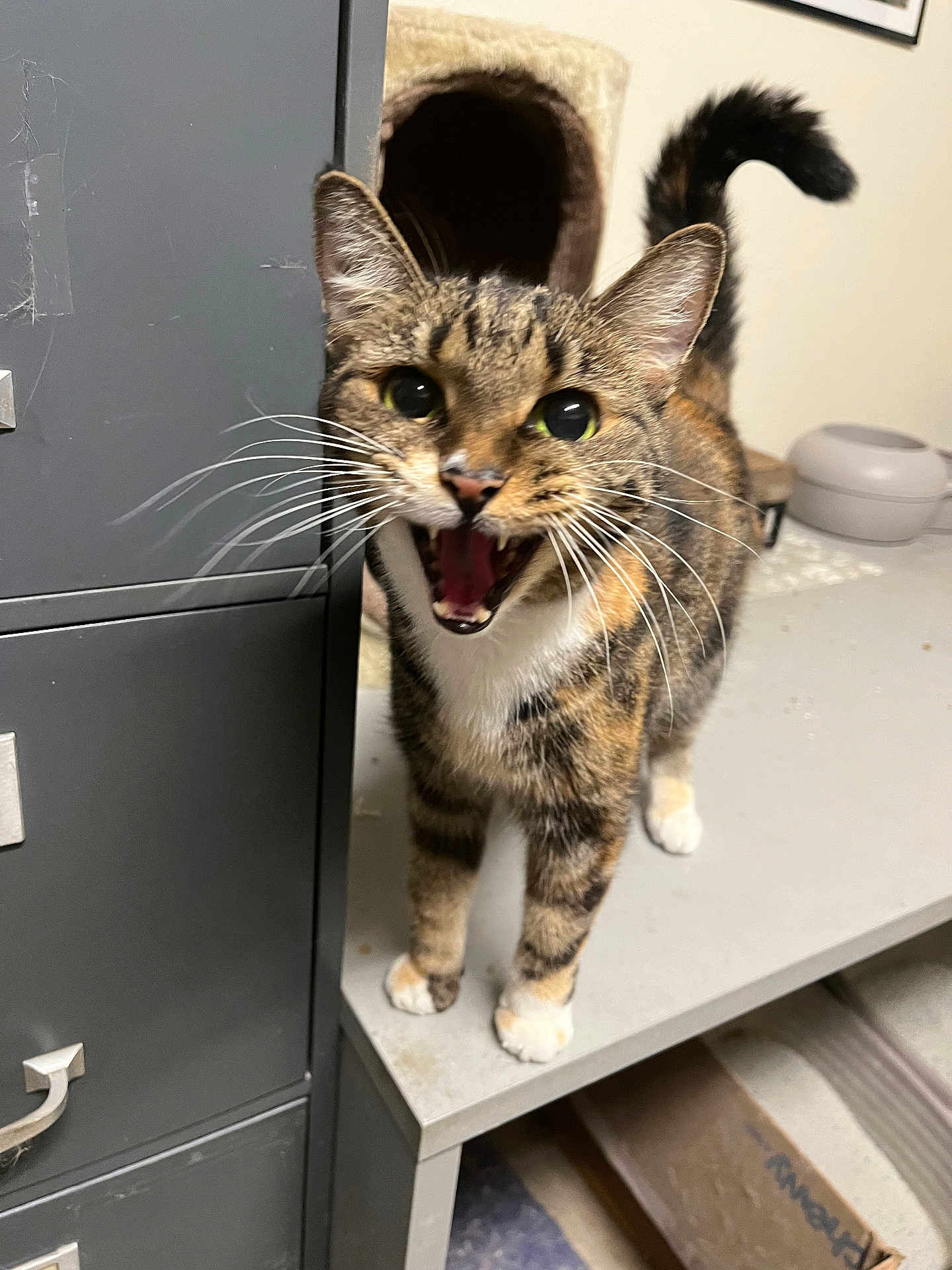 Princess Olga joined the competition — help win amazing prizes! alert, animal, cat, closeup, curious, cute, domestic, expression, filing_cabinet, four_legs, fur, furniture, indoor, meowing, pet, playful, tabby, table, tail, whiskers