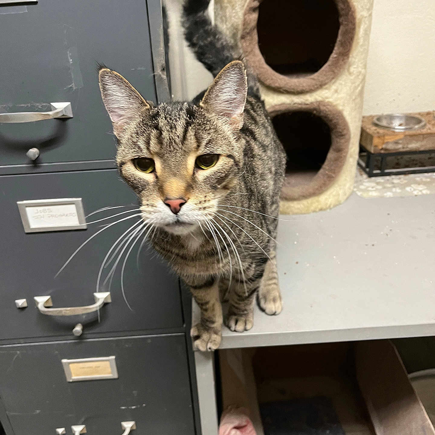 Prince Stripes is registered to the contest to win money with this photo: animal, bed, beige, cat, cat_condo, cozy, curious, domestic, feline, filing_cabinet, furniture, gray, indoor, looking_at_camera, metal, pet, room, tabby_cat, tail, whiskers