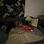 cat, dog, couch, blanket, pillow, pet, indoor, resting, sleeping, animal, feline, canine, bedroom, cozy, dim_lighting, furniture, domestic, companion, multiple_pets, relaxing