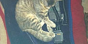 Smokey is registered to the contest to win money with this photo: cat, tabby, sleeping, animal, pet, indoor, walkie_talkie, technology, furniture, blanket, cozy, resting, curled_up, striped, soft, domestic, close_up, household, cute, relaxed