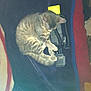 cat, tabby, sleeping, animal, pet, indoor, walkie_talkie, technology, furniture, blanket, cozy, resting, curled_up, striped, soft, domestic, close_up, household, cute, relaxed
