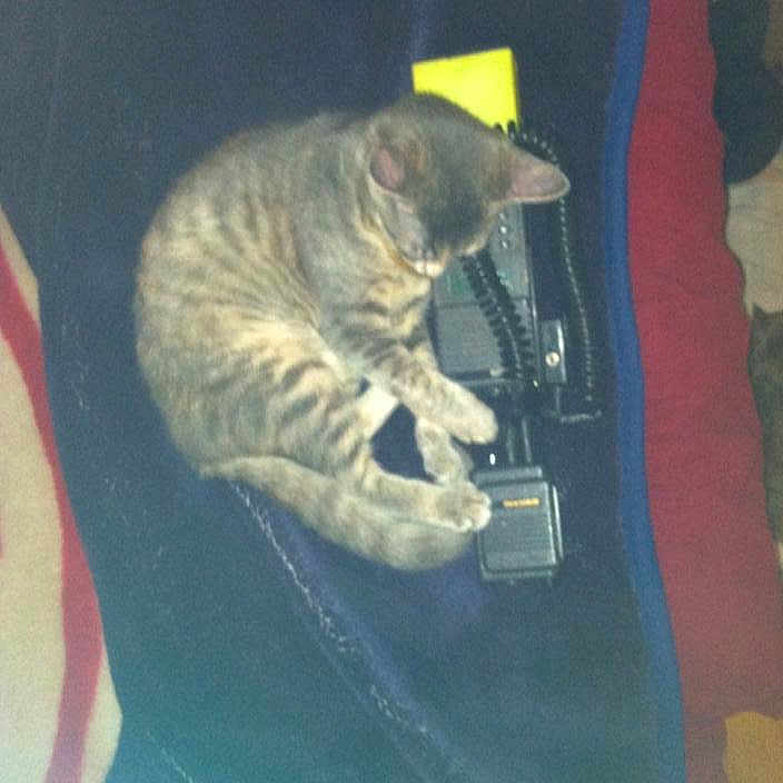 Smokey is registered to the contest to win money with this photo: animal, blanket, cat, close_up, cozy, curled_up, cute, domestic, furniture, household, indoor, pet, relaxed, resting, sleeping, soft, striped, tabby, technology, walkie_talkie