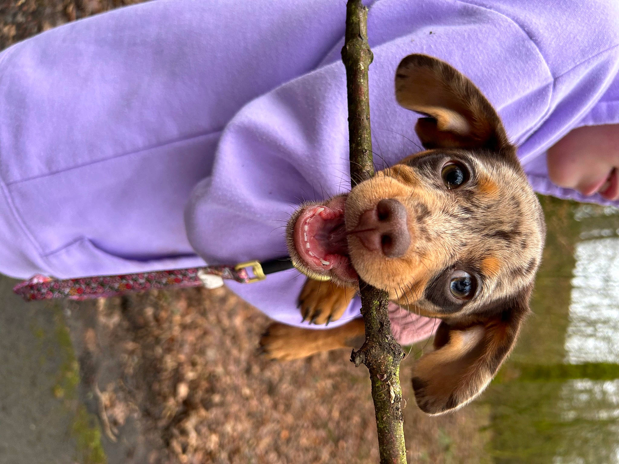 Piper is registered to the contest to win money with this photo: canidae, carnivore, collar, companion_dog, dog, dog_breed, dog_collar, dog_supply, electric_blue, fashion_accessory, fawn, fur, happy, leash, mammal, organism, purple, snout, water, working_animal