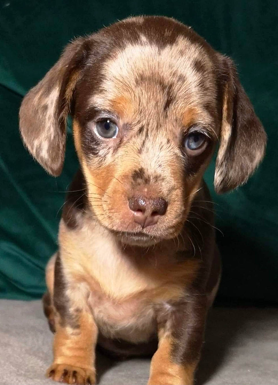 Piper joined the competition — help win amazing prizes! canidae, carnivore, companion_dog, dog, dog_breed, fawn, fur, hunting_dog, liver, metal, snout, sporting_group, terrestrial_animal, whiskers, working_animal