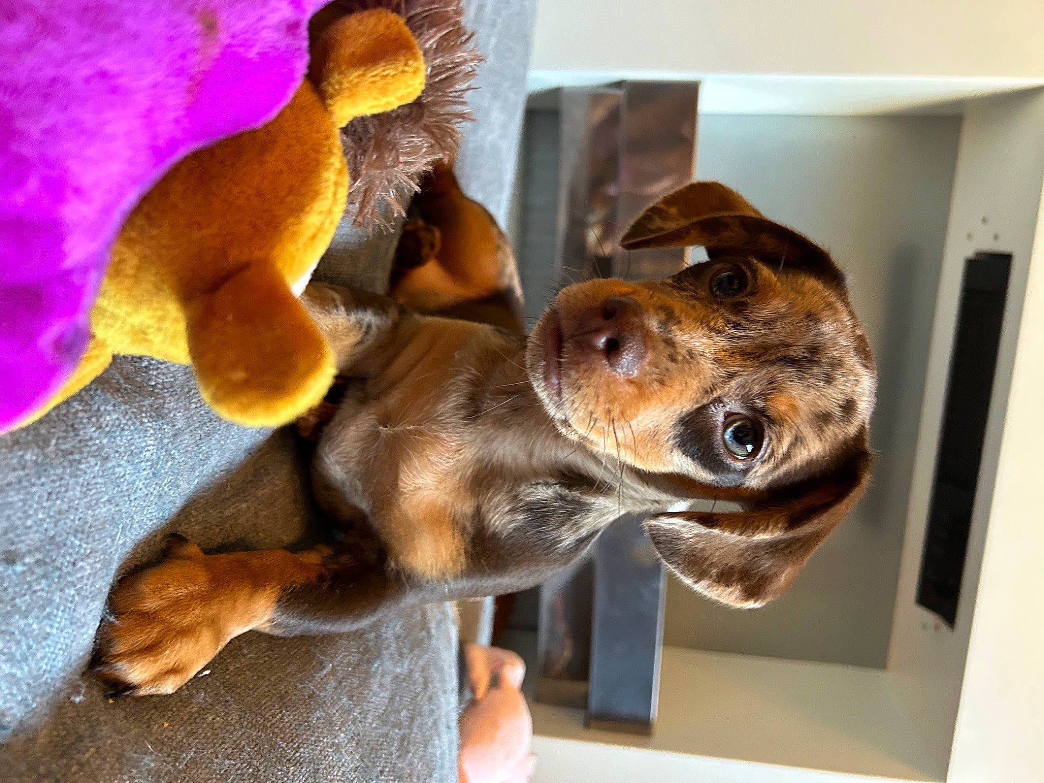 Piper is registered to the contest to win money with this photo: basset_hound, carnivore, collar, companion_dog, dog, dog_breed, dog_collar, ear, fawn, hound, hunting_dog, liver, pet_supply, pinscher, scent_hound, snout, sporting_group, toy, whiskers, working_animal