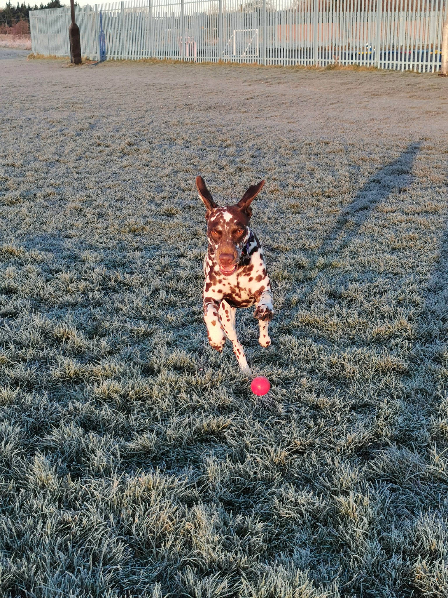Hazel is registered to the contest to win money with this photo: carnivore, dog_breed, ecoregion, fawn, fence, field, grass, grassland, horizon, landscape, people_in_nature, plant, sky, snout, sporting_group, sunlight, tail, tree, wood, working_animal