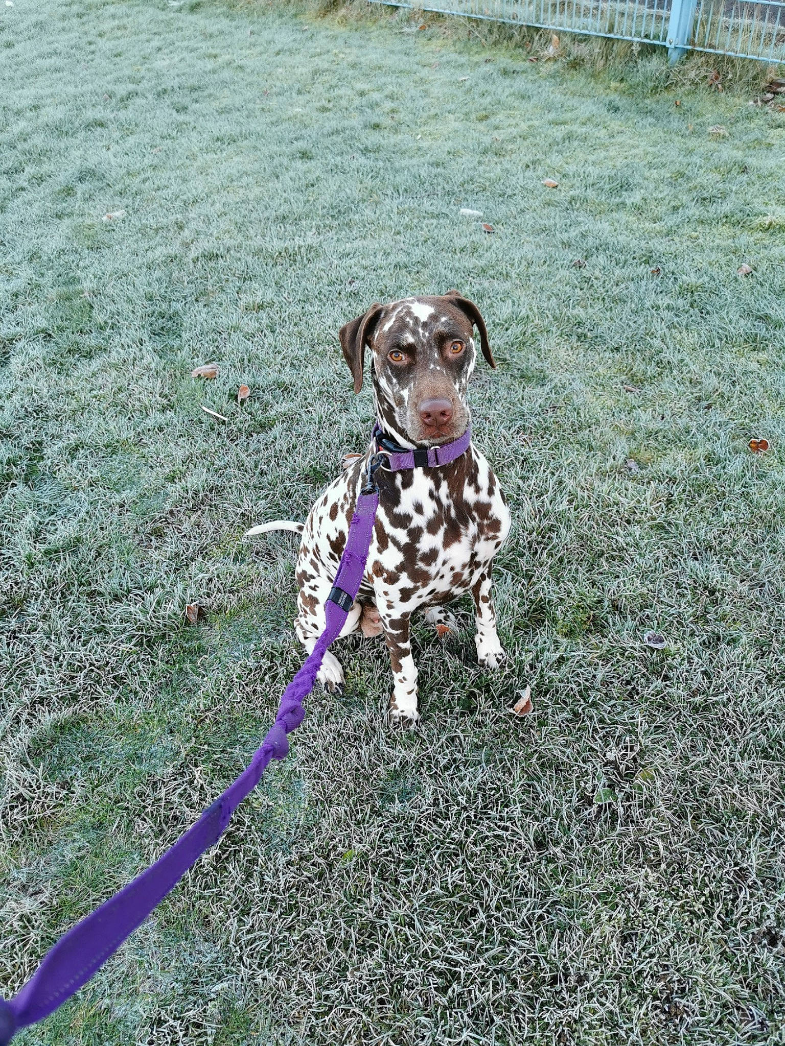 Hazel joined the competition — help win amazing prizes! asphalt, ball, canidae, carnivore, collar, companion_dog, dog, dog_breed, dog_collar, dog_supply, dog_walking, fawn, grass, hoop_rhythmic_gymnastics, leash, pet_supply, plant, road_surface, snout, tail