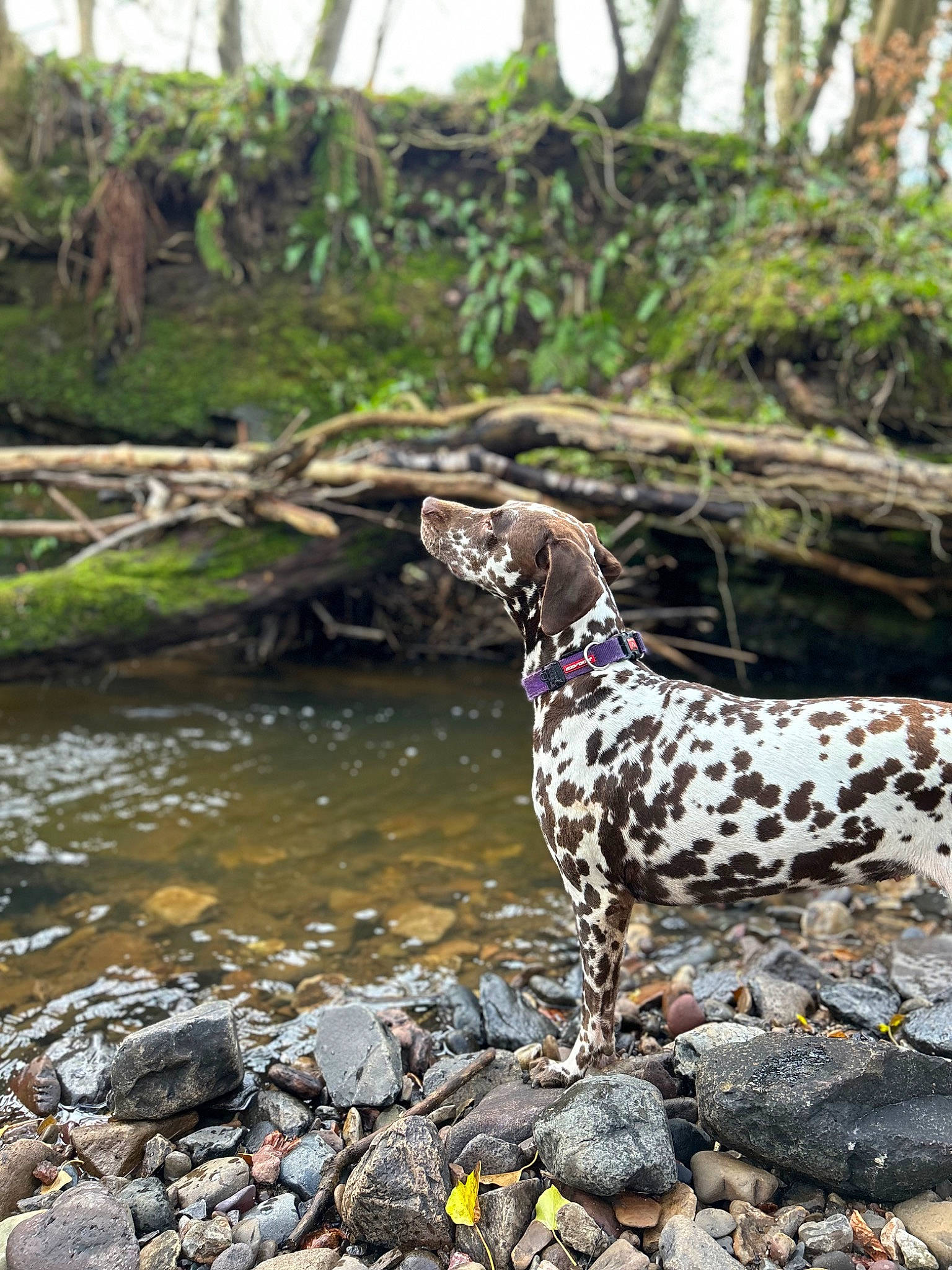 Hazel joined the competition — help win amazing prizes! canidae, carnivore, creek, dog, dog_breed, fawn, fluvial_landforms_of_streams, grass, lake, landscape, natural_landscape, plant, rock, sporting_group, stream, tail, terrestrial_animal, tree, water, wood