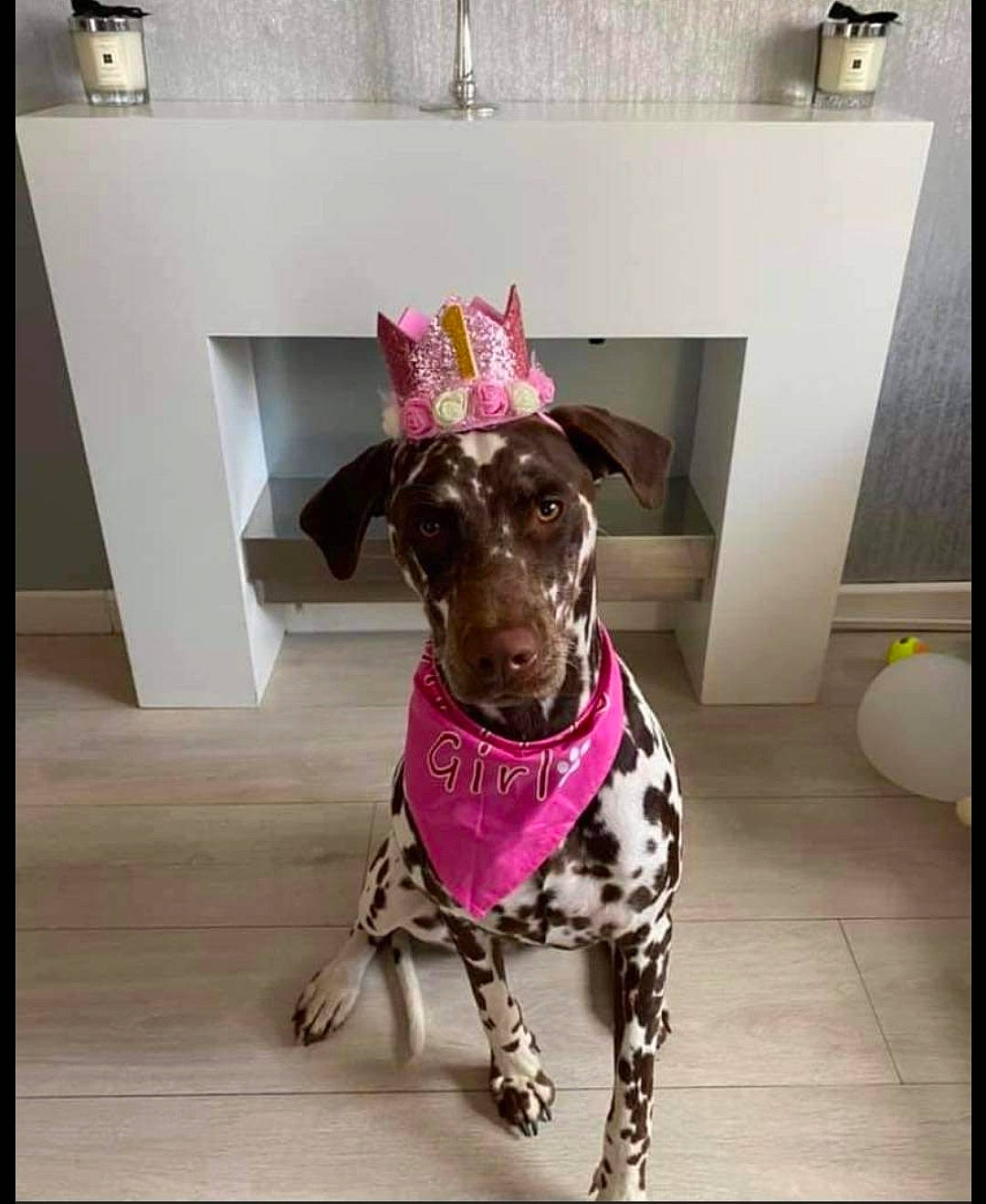 Hazel joined the competition — help win amazing prizes! carnivore, collar, companion_dog, dog, dog_breed, dog_collar, dog_supply, fashion_accessory, fawn, floor, flooring, leash, liver, pattern, pet_supply, rectangle, sleeve, snout, sporting_group, working_animal