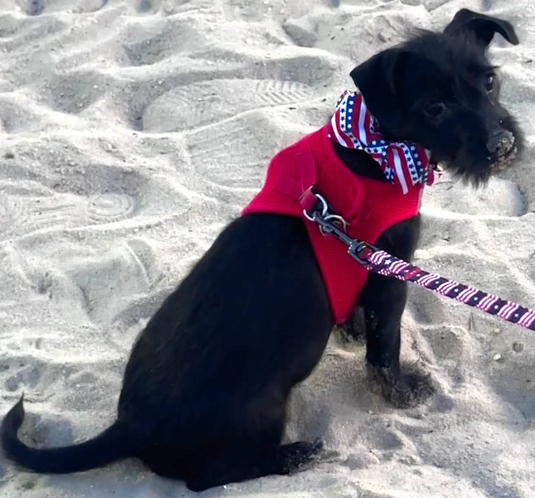Bruno is registered to the contest to win money with this photo: animal, beach, black_dog, bowtie, canine, curious, cute, dog, ears, fur, harness, leash, outdoor, paw_prints, pet, playful, sand, sitting, small_dog, snout