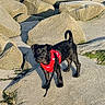 Bruno joined the competition — help win amazing prizes! dog, black_dog, red_harness, leash, rocks, outdoor, sunlight, curious, pet, small_dog, nature, canine, animal, walking, adventure, stone, texture, daylight, tail, alert
