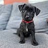 puppy, dog, black_dog, red_collar, cute, pet, animal, indoor, sofa, couch, furniture, portrait, young_dog, companion, friendly, small_dog, curious, sitting, close_up, domestic_animal