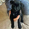 Bruno is registered to the contest to win money with this photo: puppy, black_dog, pet, animal, cute, small_dog, carpet, hand, person, clothing, sitting, indoor, cozy, floral_pattern, paw, fur, looking, young_dog, soft, curious