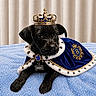puppy, dog, black_dog, crown, cape, blue_cape, royalty, pet, animal, cute, portrait, lying_down, blue_blanket, fur, collar, indoor, adorable, small_dog, costume, decorative