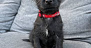 Bruno joined the competition — help win amazing prizes! puppy, dog, black_dog, red_collar, pet, cute, sitting, couch, indoor, fur, animal, young_dog, adorable, portrait, small_dog, companion, looking_at_camera, furniture, domestic_animal, friendly