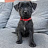 puppy, dog, black_dog, red_collar, pet, cute, sitting, couch, indoor, fur, animal, young_dog, adorable, portrait, small_dog, companion, looking_at_camera, furniture, domestic_animal, friendly