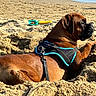 Oscar participe au concours pour gagner de l'argent avec cette photo : dog, beach, sand, harness, sunlight, outdoor, plastic_shovel, plastic_rake, pet, animal, brown_dog, relaxing, summer, canine, daytime, digging, leash, nature, vacation, play