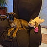 puppy, dog, armchair, brown, plush_toy, chew_toy, indoor, plant, pot, floor_tiles, relaxing, pet, furniture, cozy, resting, cute, companion, domestic, animal, home