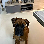 Oscar a rejoint le concours — aidez-le/la à gagner de superbes lots ! dog, puppy, boxer, brown, indoor, floor, cabinet, elephant_figurine, decor, seashell, table, pet, animal, curious, sitting, living_room, furniture, clean, cute, young
