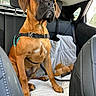 Oscar a rejoint le concours — aidez-le/la à gagner de superbes lots ! dog, pet, car, backseat, harness, brown_dog, stuffed_toy, blanket, leash, window, seat, interior, animal, canine, sitting, alert, daylight, vehicle, travel, companion