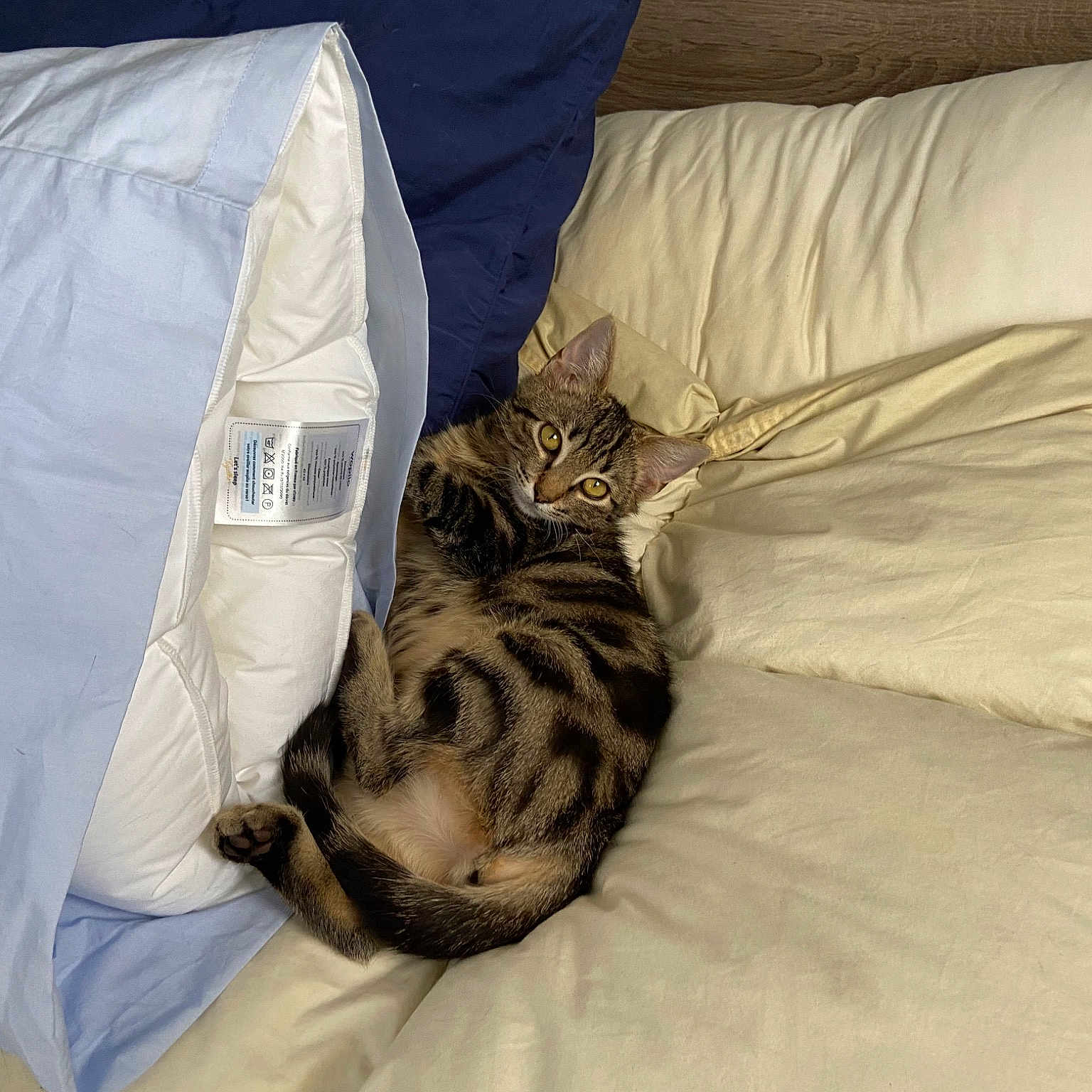 Simba