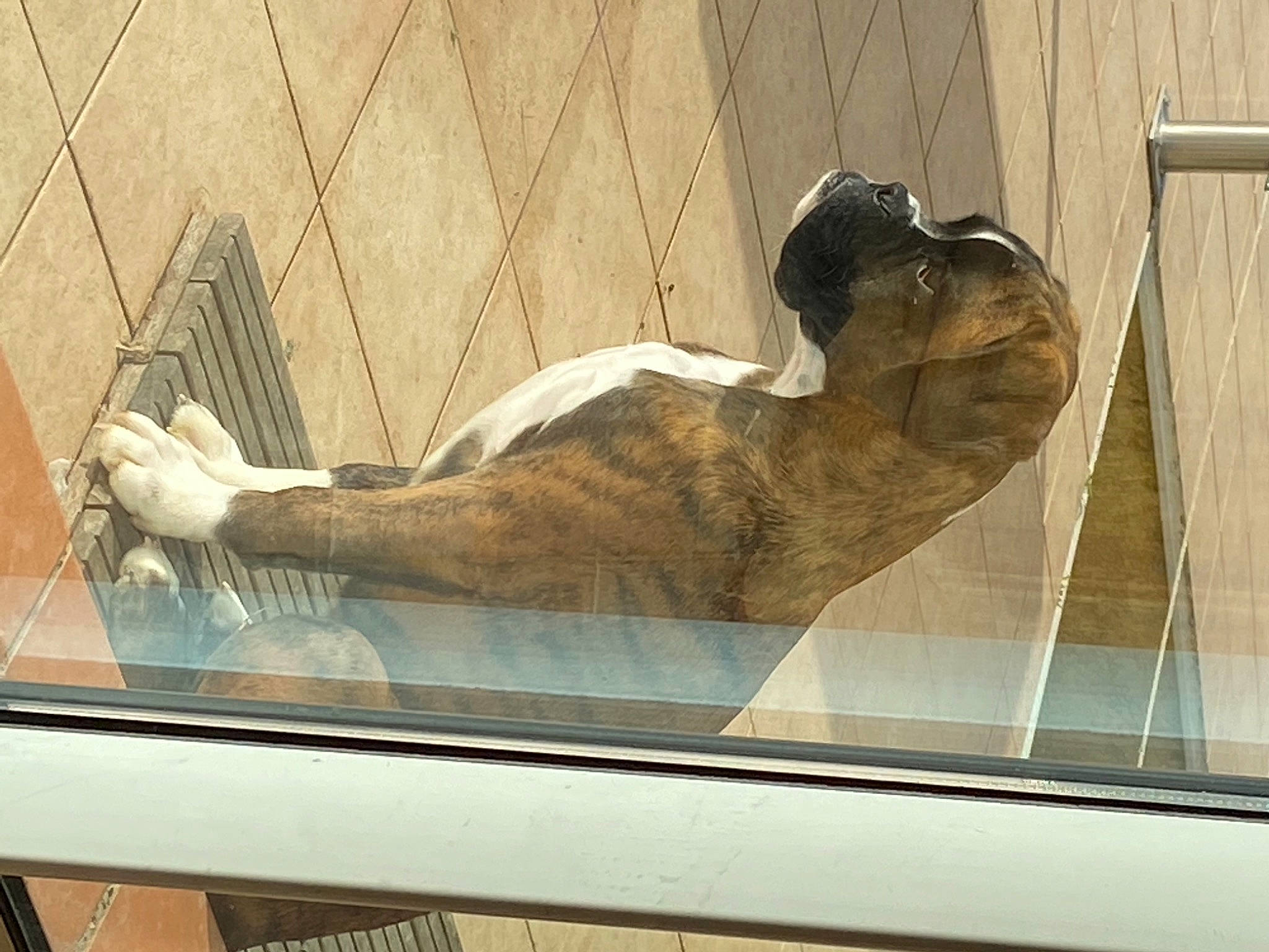 Rocco participe au concours pour gagner de l'argent avec cette photo : canidae, carnivore, comfort, companion_dog, dog, dog_breed, fawn, liver, nap, paw, sleep, snout, tail, transparent_material, working_dog