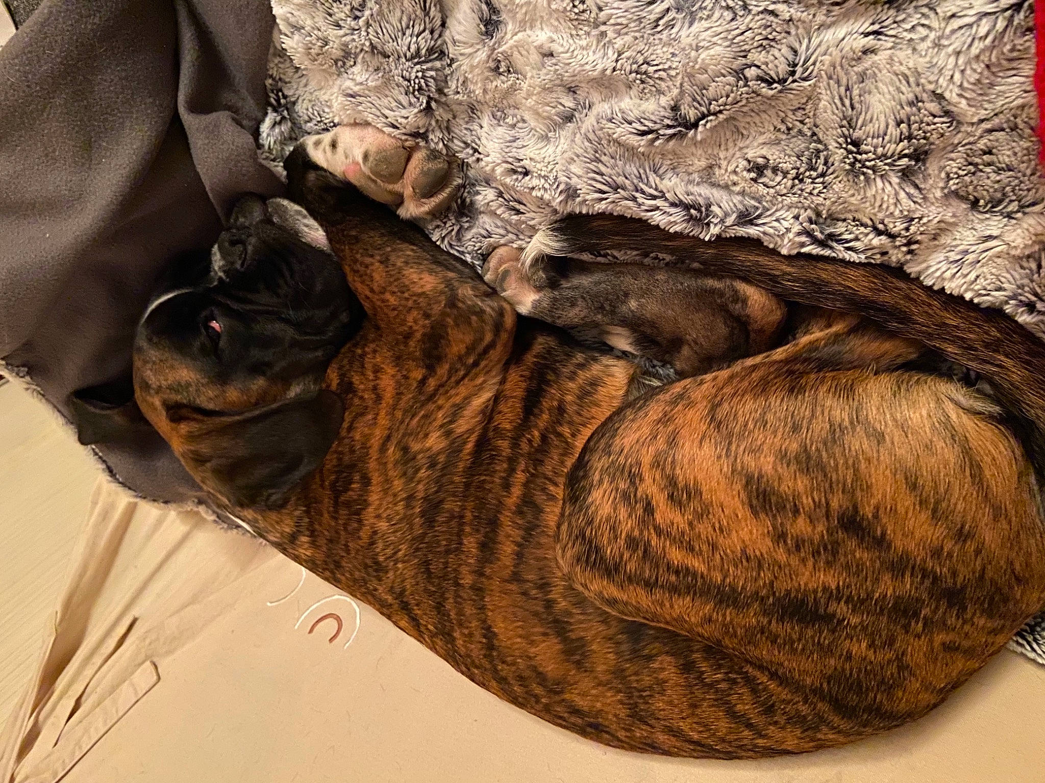 Rocco participe au concours pour gagner de l'argent avec cette photo : brown, canidae, carnivore, collar, companion_dog, dog, dog_breed, dog_collar, fawn, fur, liver, molosser, natural_material, old_english_bulldog, snout, sporting_group, watch, working_animal, working_dog, wrinkle
