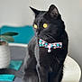 Manny a rejoint le concours — aidez-le/la à gagner de superbes lots ! animal, bell, black_cat, blurred_background, bow_tie, cat, close_up, cute, decor, domestic_cat, feline, fur, indoor, pet, plant, portrait, sitting, table, whiskers, yellow_eyes
