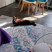 Manny a rejoint le concours — aidez-le/la à gagner de superbes lots ! black_cat, blue_chair, cat, chair, curtains, domestic, floor, home, indoor, papers, patterned_rug, pet, purple_blanket, relaxing, rug, scooter, sunbeam, sunlight, table, wood_flooring