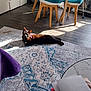black_cat, blue_chair, cat, chair, curtains, domestic, floor, home, indoor, papers, patterned_rug, pet, purple_blanket, relaxing, rug, scooter, sunbeam, sunlight, table, wood_flooring