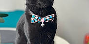 Manny participe au concours pour gagner de l'argent avec cette photo : animal, black_cat, bow_tie, cat, close_up, collar, curious, cute, domestic_animal, domestic_cat, ears, feline, indoor, pet, portrait, sitting, soft_background, table, whiskers, yellow_eyes