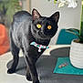 Manny a rejoint le concours — aidez-le/la à gagner de superbes lots ! animal, bell, black_cat, bow_tie, cat, close_up, curious, decor, domestic_animal, feline, golden_eyes, houseplant, indoor, napkin, orchid, pet, placemat, plant, table, walking