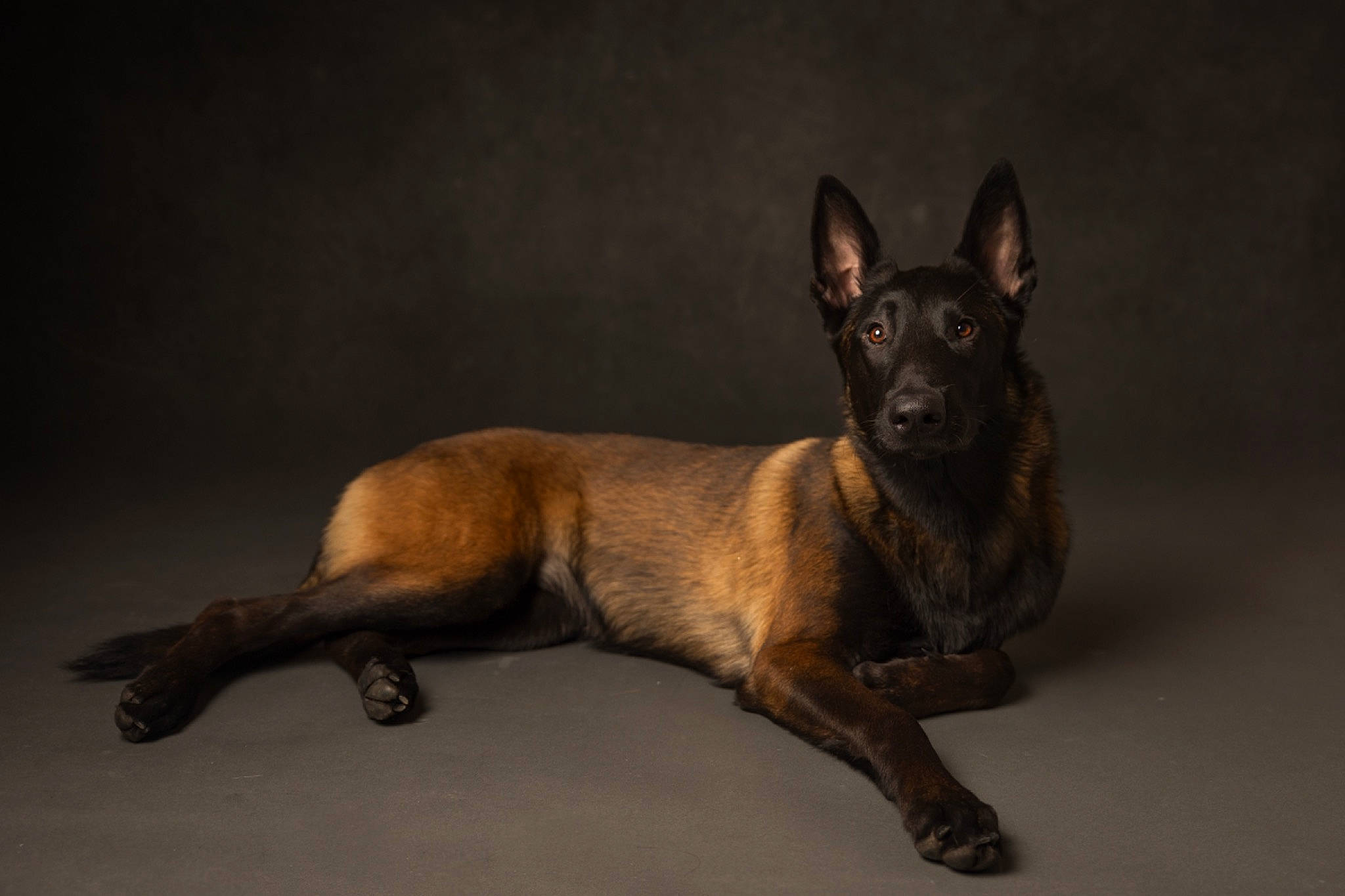 üka a rejoint le concours — aidez-le/la à gagner de superbes lots ! ancient_dog_breeds, balance, canidae, carnivore, companion_dog, dog, dog_breed, fawn, liver, non_sporting_group, sporting_group, tail, terrestrial_animal, toy_dog, whiskers, wood, working_animal, working_dog