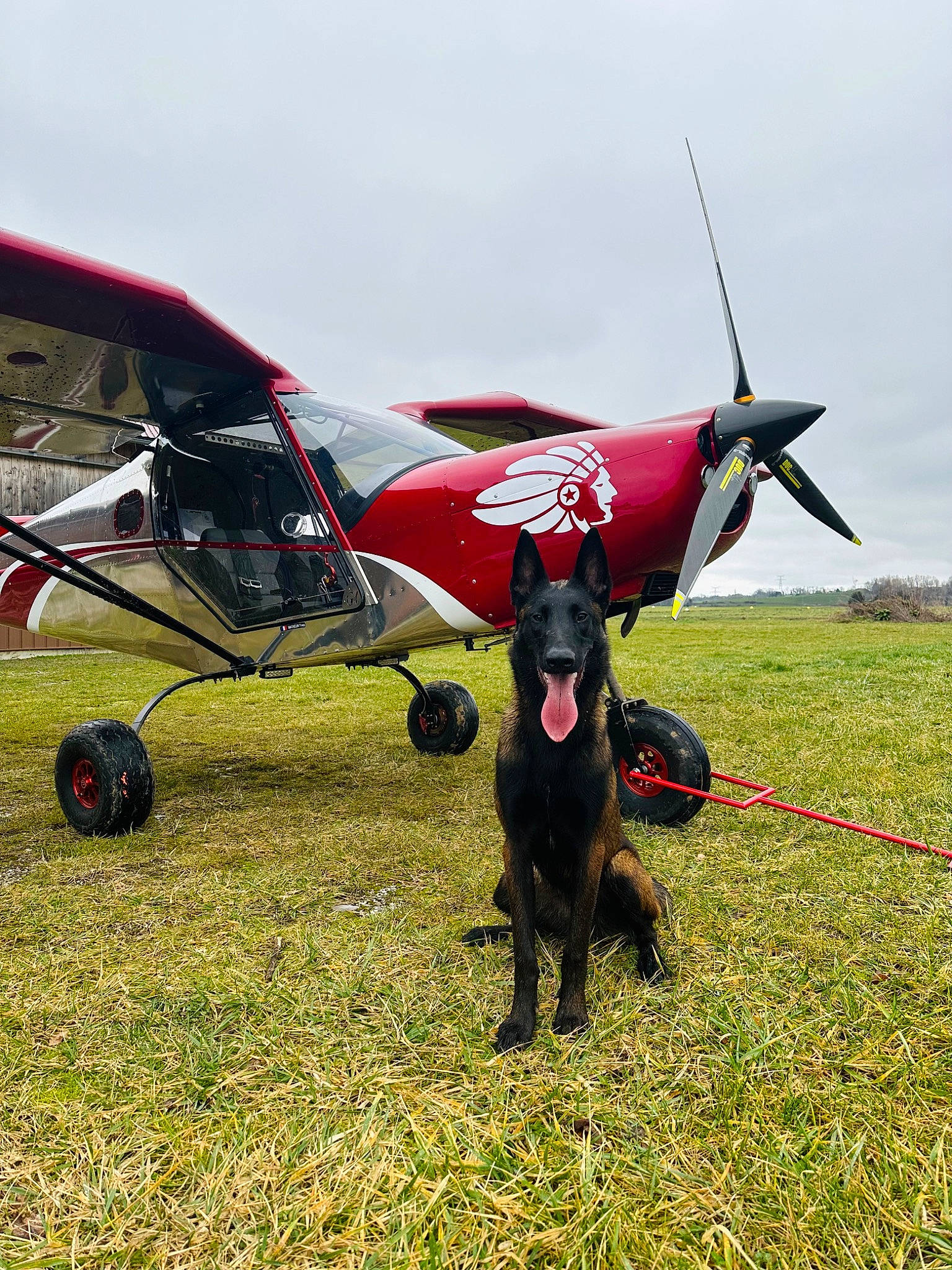 üka participe au concours pour gagner de l'argent avec cette photo : aerospace_manufacturer, air_sports, air_travel, aircraft, airplane, aviation, carnivore, dog, general_aviation, grass, grassland, monoplane, propeller, sky, tire, ultralight_aviation, vehicle, wheel, wind, wing