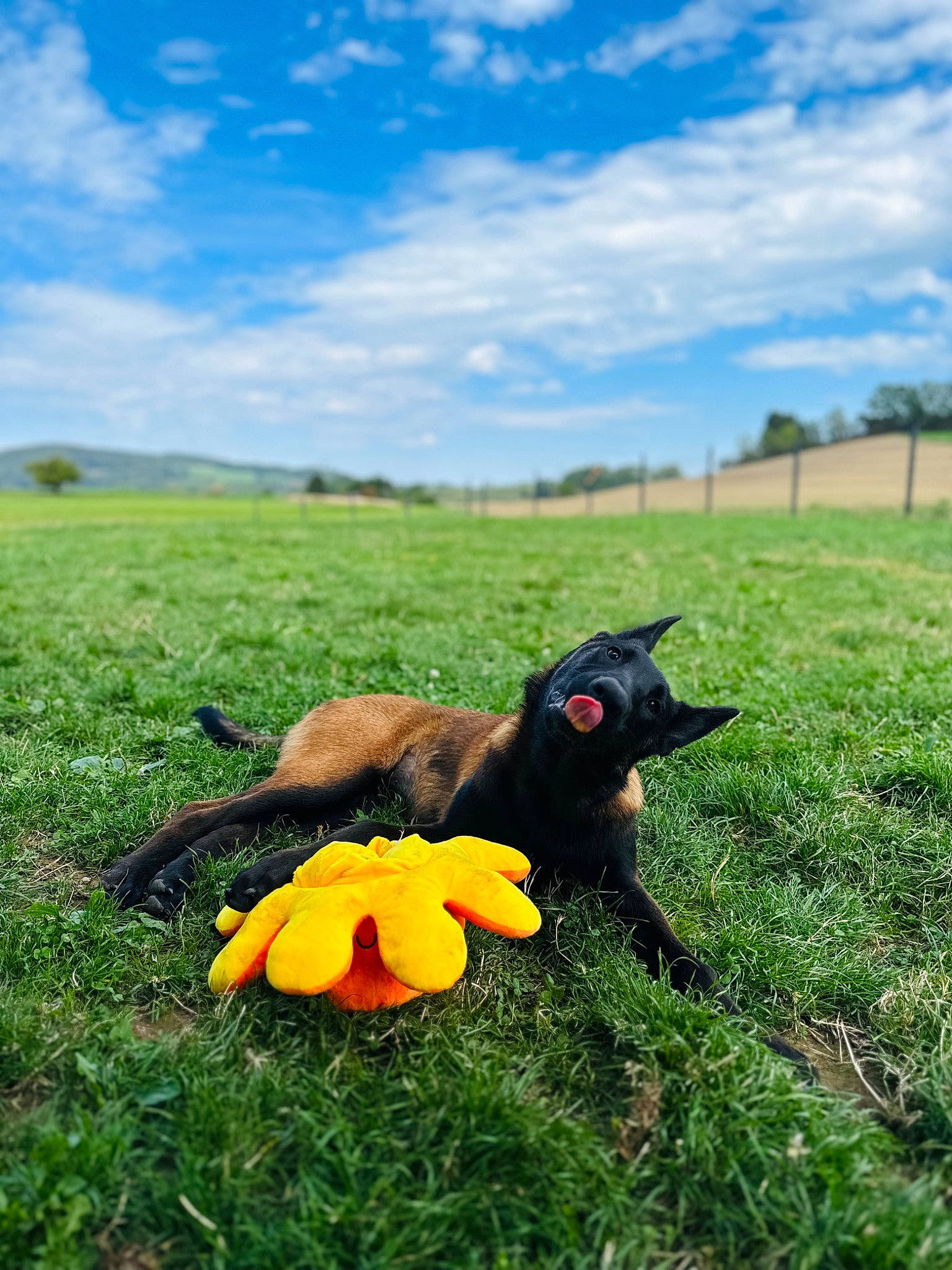 üka a rejoint le concours — aidez-le/la à gagner de superbes lots ! agriculture, bird, carnivore, cloud, dog_breed, field, grass, grassland, horizon, landscape, meadow, natural_landscape, pasture, plant, prairie, sky, sporting_group, tail, tree, working_animal