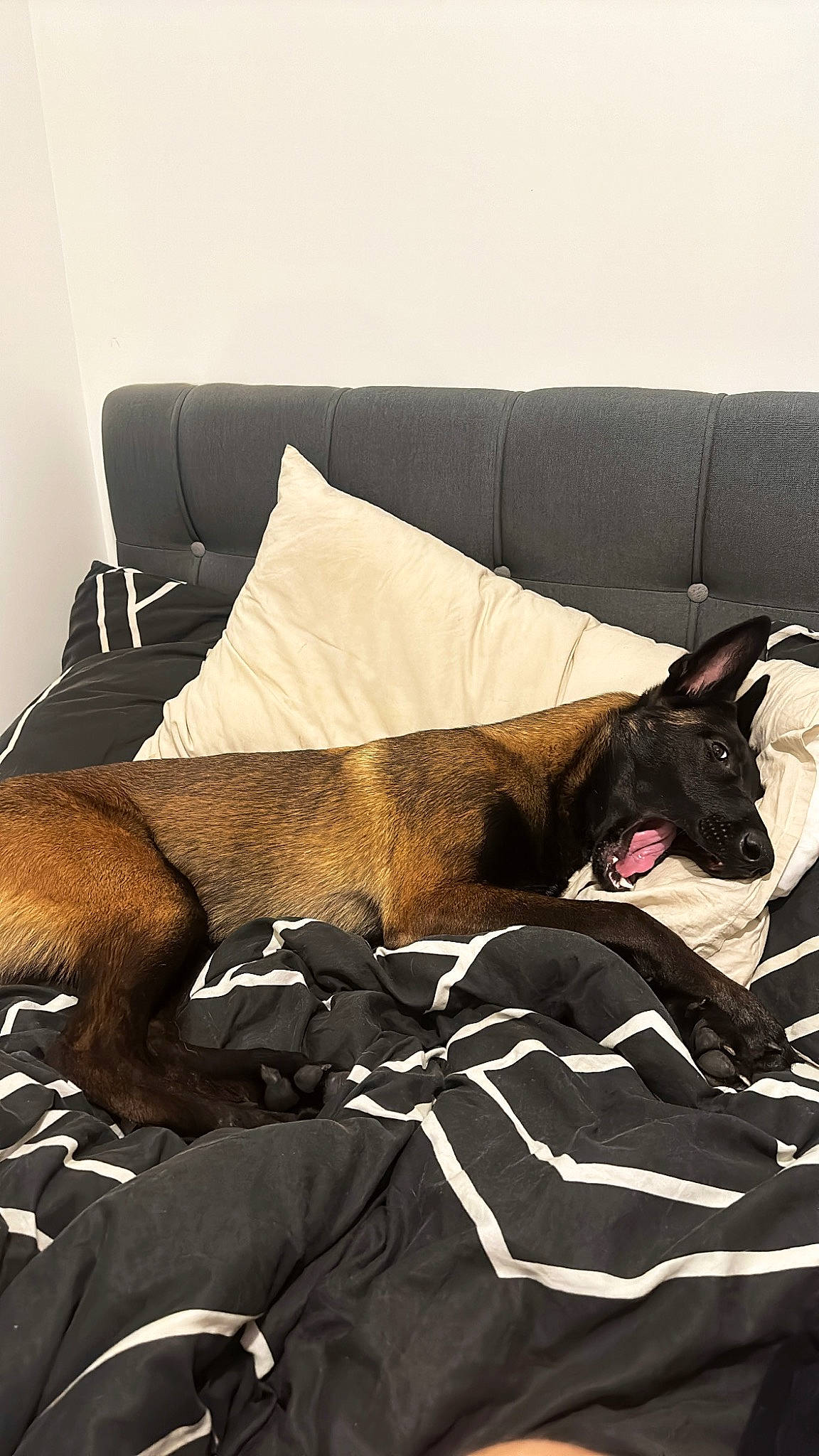 üka participe au concours pour gagner de l'argent avec cette photo : bedding, brown, carnivore, comfort, companion_dog, couch, dog, dog_breed, fawn, felidae, flooring, hardwood, human_leg, linens, pillow, room, studio_couch, throw_pillow, tints_and_shades, wood
