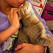 Michka a rejoint le concours — aidez-le/la à gagner de superbes lots ! person, cat, tabby_cat, holding, kissing, affection, cozy, blanket, purple_blanket, indoor, hand, face, close_up, furniture, bracelet, comfort, pet, love, home, cuddle