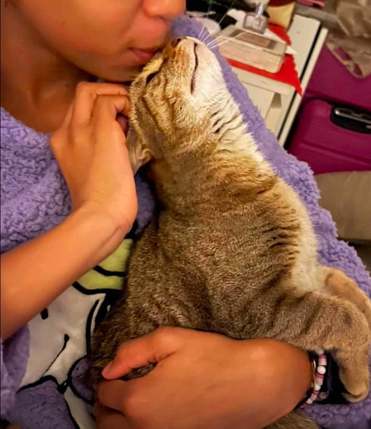 Michka a rejoint le concours — aidez-le/la à gagner de superbes lots ! person, cat, tabby_cat, holding, kissing, affection, cozy, blanket, purple_blanket, indoor, hand, face, close_up, furniture, bracelet, comfort, pet, love, home, cuddle