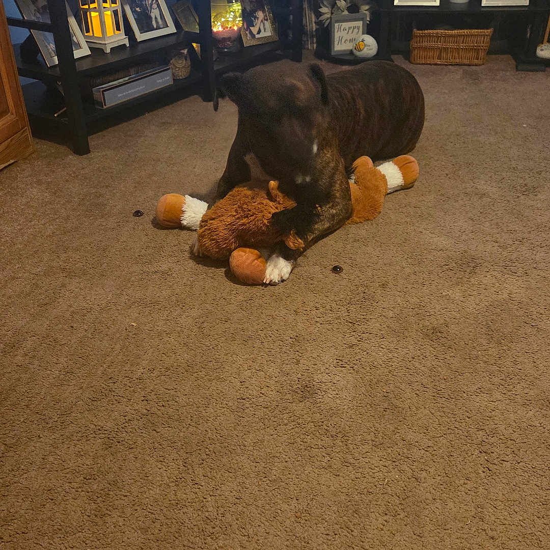 Buddy joined the competition — help win amazing prizes! brown, candid, carpet, carpeted_floor, cozy, decor, dog, finger, furniture, home, indoor, lamp, lighting, living_room, pet, photo_frames, playing, plush_toy, shelf, television