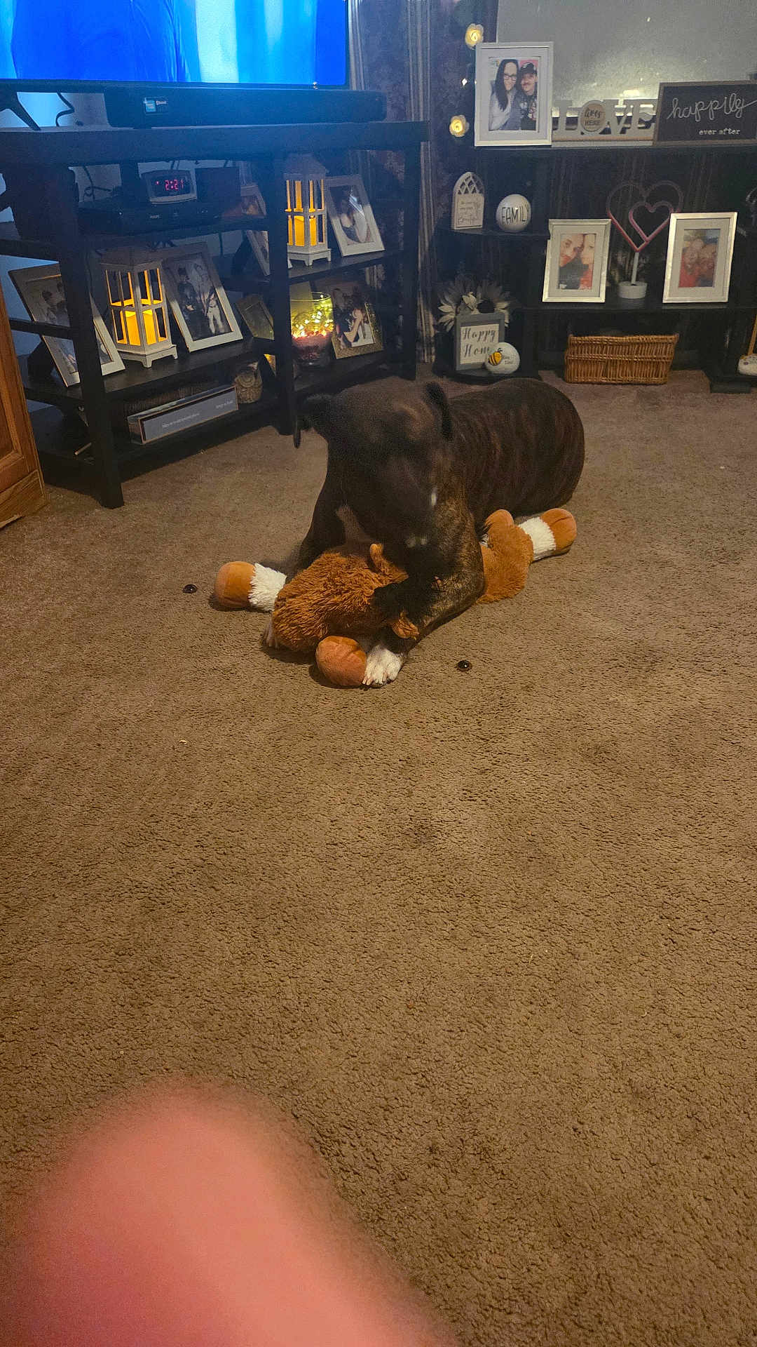 Buddy joined the competition — help win amazing prizes! dog, plush_toy, carpet, living_room, furniture, photo_frames, decor, lamp, television, shelf, cozy, brown, pet, playing, indoor, carpeted_floor, home, candid, finger, lighting