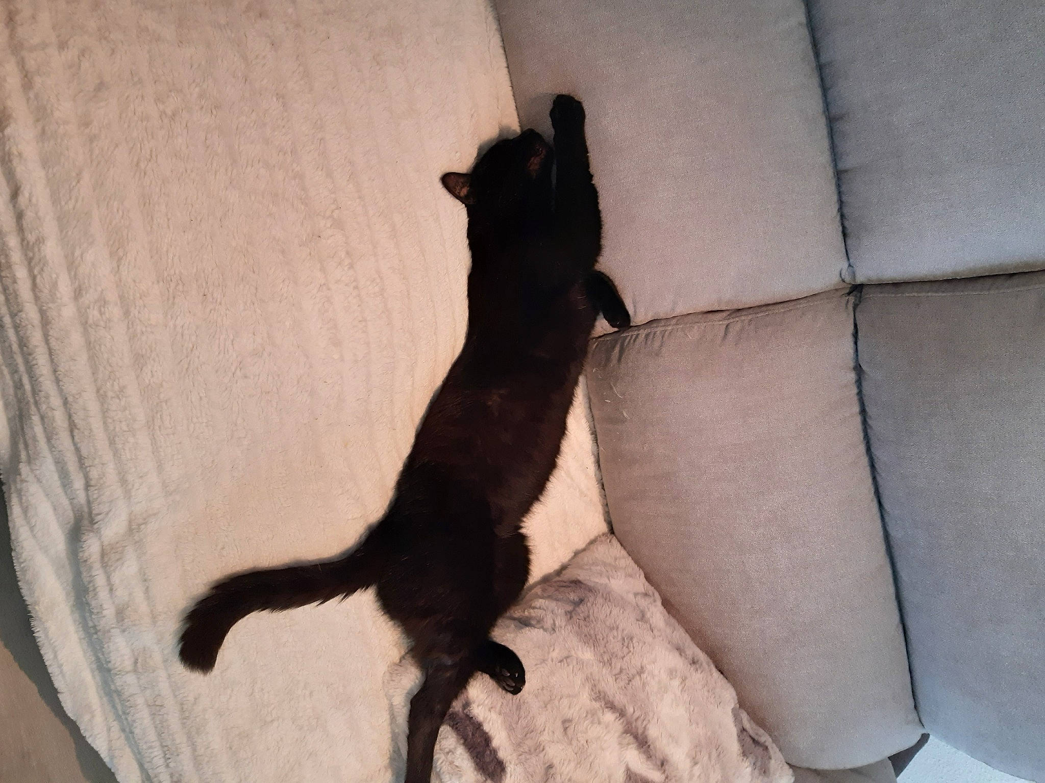 Max participe au concours pour gagner de l'argent avec cette photo : black_cat, carnivore, cat, claw, comfort, dog_breed, domestic_short_haired_cat, fawn, felidae, flooring, fur, paw, shadow, small_to_medium_sized_cats, snout, sporting_group, tail, tints_and_shades, whiskers, wood