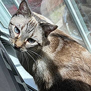 Maestro is registered to the contest to win money with this photo: cat, feline, blue_eyes, whiskers, fur, window, windowsill, mesh_screen, reflection, sunlight, shadow, indoor, closeup, portrait, looking_up, pet, domestic_animal, cozy, striped_fur, observer